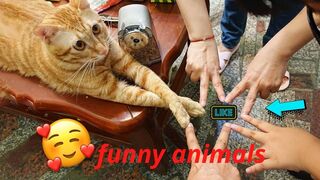 Funny Dog And Cat ???????????? Funniest Animals #29