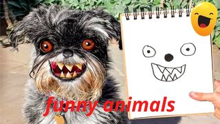 Funny Dog And Cat ???????????? Funniest Animals #30