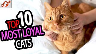 Most Loyal Cats - TOP 10 Most Loyal Cat Breeds