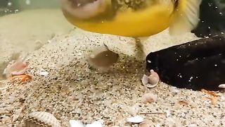 Amazing fish eating video