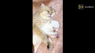 Snoozing Kitties: Cute Cat Naps Caught On Camera