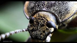 कीड़ों की दुनिया The World of Insects 2023 new Video HD 4k 8k 16k