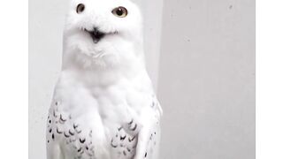 cut owl (tiktok)