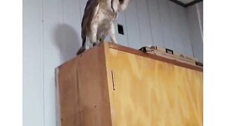 funny owl (tiktok)