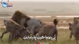 شينھن جھنگ جو بادشاھ آھي اڪيلو آ ته لوسي بگھڙ,ڪتا,گدڙ به ان کي پٽن ٿا