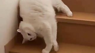 Proof cats are liquid ????????????!!subscribe my channel please????