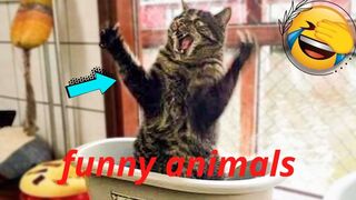 Funny Dog And Cat ???????????? Funniest Animals #31