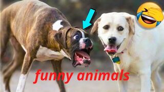 Funny Dog And Cat ???????????? Funniest Animals #32