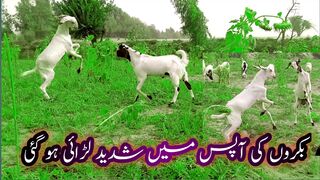 Animals mating funny comedy videos