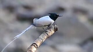 Birds with Beautiful Tilawat e Quran | MrMarkhor01