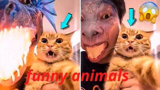 Funny Dog And Cat ???????????? Funniest Animals #33