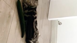 Cats are afraid of cucumbers