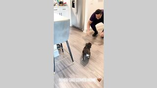 #dogsoftiktok #funny #funnyvideo #foryourpage #haha #pet #petsoftiktok