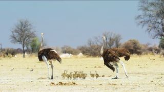 Ostrich the Flightless Bird -