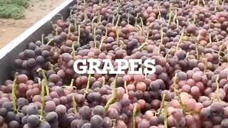 Picking Fresh Grapes