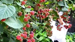 Picking Blackberry From