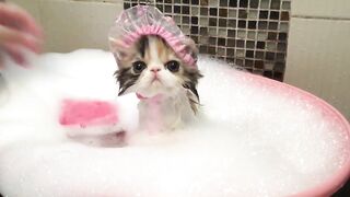 HAPPY Cat enjoys a bath!