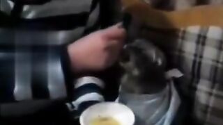 The Cat Enjoys Eating the soup with the spoon!!