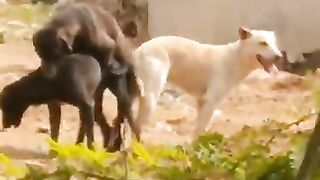 dogs mating threesome