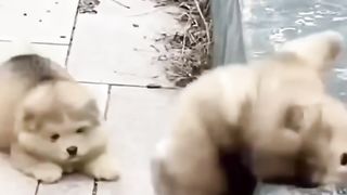 Fun and cute puppies