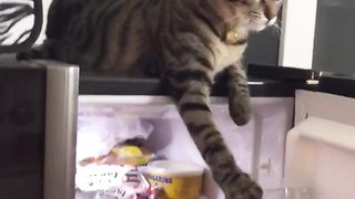 funny cat videos| funny animals