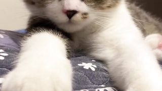 funny cats| funny animals