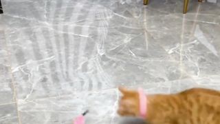 Prank with Cat.... Funny