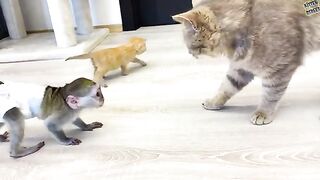 Baby monkey does not let dad cat hiss at loud meow kitten while mom cat feeds kittens.