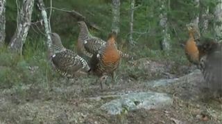 Capercaillie display