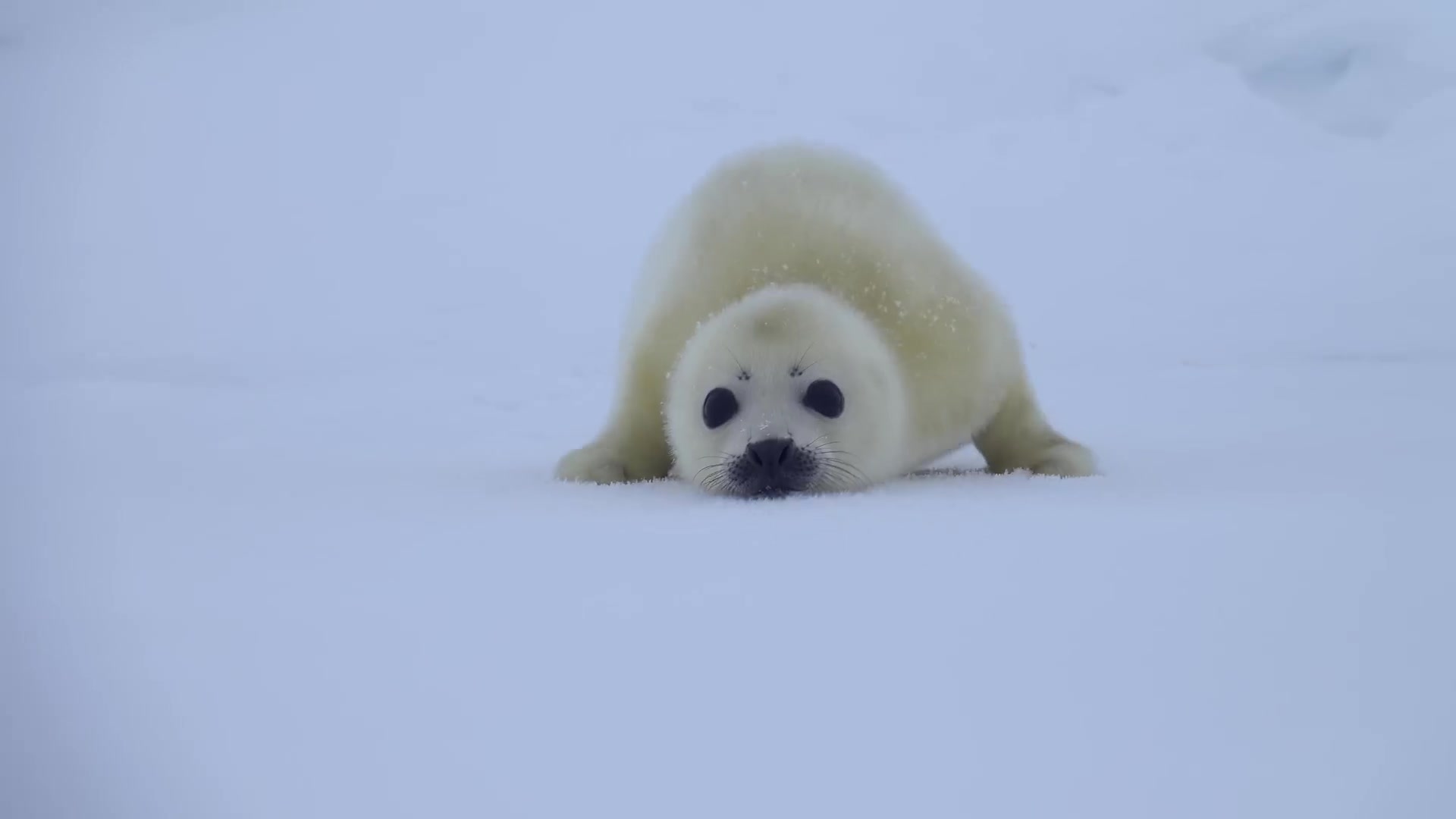 A baby Harp Seal is approaching! "Are you my mother " - Febspot