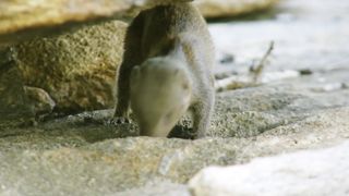 Dwarf Mongooses are a fearless Gang of snake tamers!