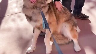 At The Garden of the Gods, a friendly wolfdog dispels the myth of the Big Bad Wolf.