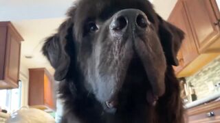 Huge Newfie demands dinner right now!