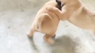 Kid dog funny fight