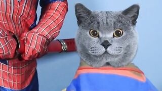 Oh My Poor Spider-Man！Don't Try Again ???????? _ Funny Cat TikTok