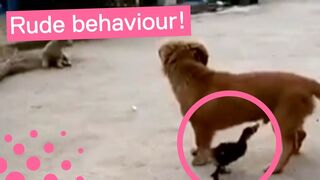 Curious Duck Bites Dog on Penis HAHAA