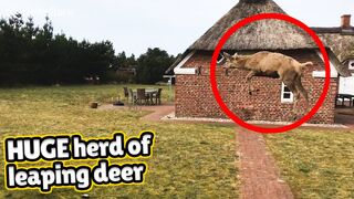 Family come stunningly close to HUGE herd of leaping deer