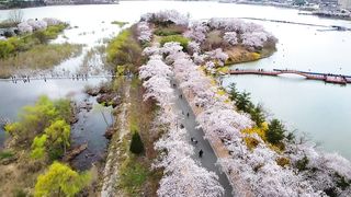 Cherry blossom spring.