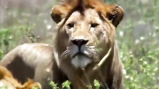 Most_Amazing_Big_Cats_Hunting_Attack_Compilation___Cheetah_Lions_Jaguar_Leopard(360p).