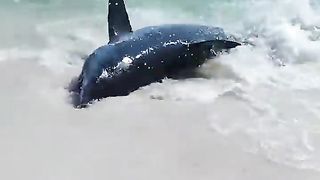 Florida Couple Helps Shark Back into Ocean | AccuWeather