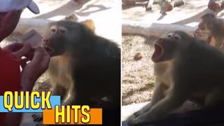 Baboon Is Amazed By Man's Magic Trick