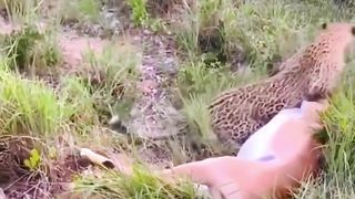 Wild Dogs chases the Leopard