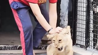 kid and  little  lion