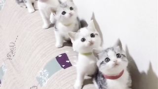 Cute kitten 15