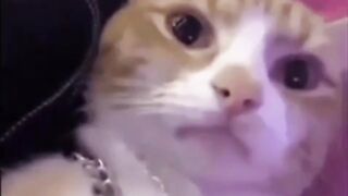 a collection of funny cat videos that make you laugh