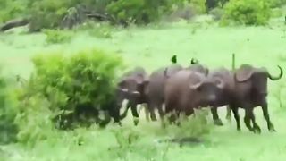 Lion Attack on a Buffalo