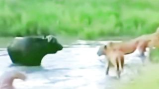 Lions Attack on a Buffalo in the River