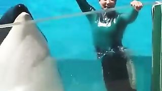 Dolphin human friendship