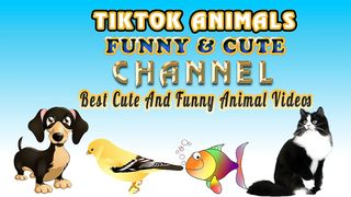 TikTok Animals Funny And Cute-Cat