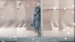 The Cutest Funny Cats And Kittens Meowing Compilation You've Ever Seen